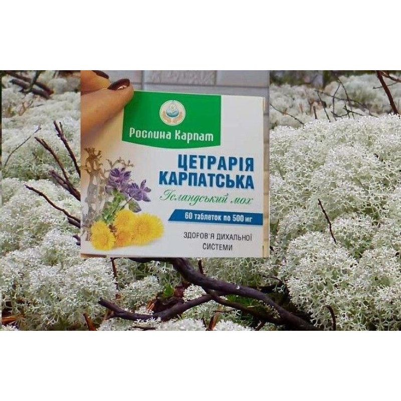 Цетрарія Карпатська — фітобіотик, природний антибіотик Кількість у пакованні: 60 таб